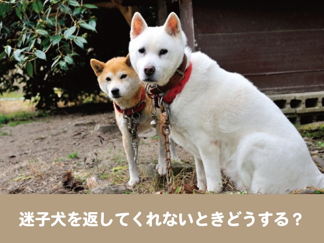 迷子犬　返してくれない どうする　保護　3カ月　所有権