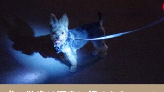 犬の散歩　深夜　早朝　夜中　寝る