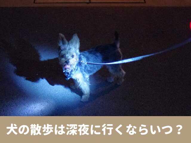 犬の散歩　深夜　早朝　夜中　寝る