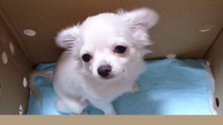 ペットショップ　犬　持ち帰り　その日　購入　流れ　初期費用