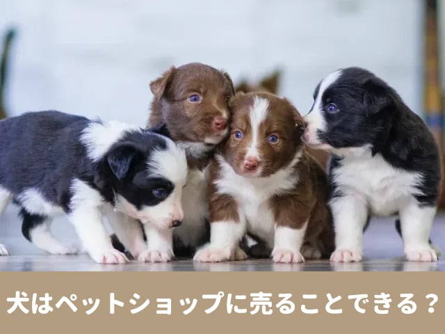 犬　ペットショップ　売る　血統書　子犬　買取