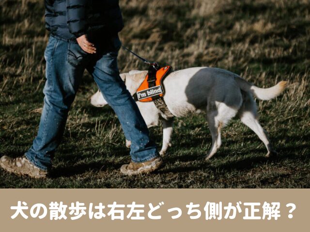 犬散歩　右　左　トレーニング　歩道　ルール