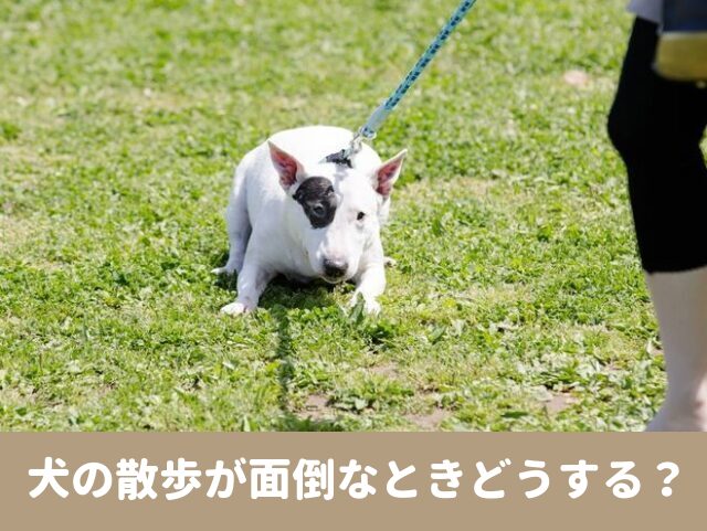 犬散歩　面倒　毎日行かない　サボる　どうする