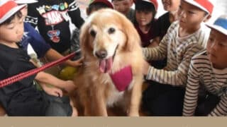 犬散歩　子供　寄ってくる　触ってくる　注意する