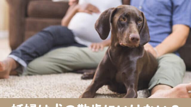 犬の散歩　妊婦　つわり　産後　辛い　世話