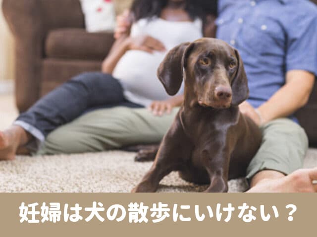 犬の散歩　妊婦　つわり　産後　辛い　世話