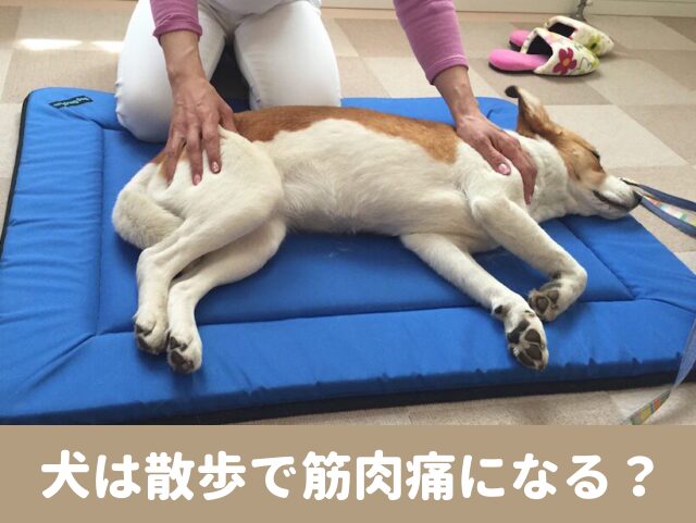 犬の散歩　筋肉痛　痛がる　歩かない　対処法　マッサージ