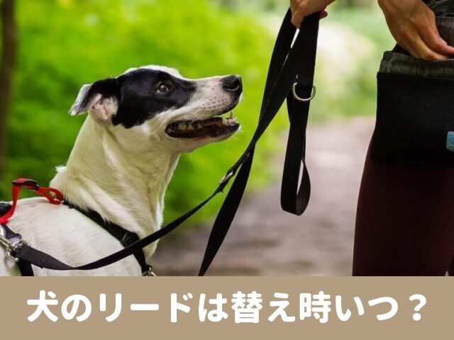 犬　リード　替え時　首輪　ハーネス　耐用　年数