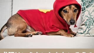 犬服　いらない　かわいそう　おしゃれ　かわいい　着せる