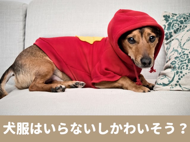 犬服　いらない　かわいそう　おしゃれ　かわいい　着せる