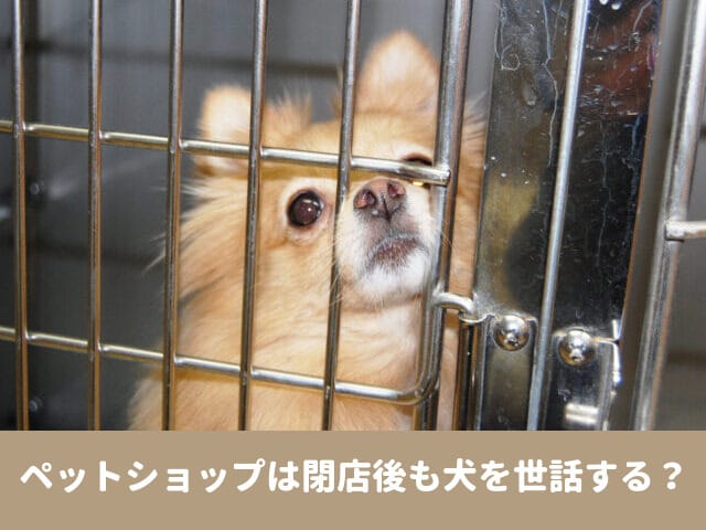 ペットショップ　閉店後　犬　世話　夜　食事　トイレ