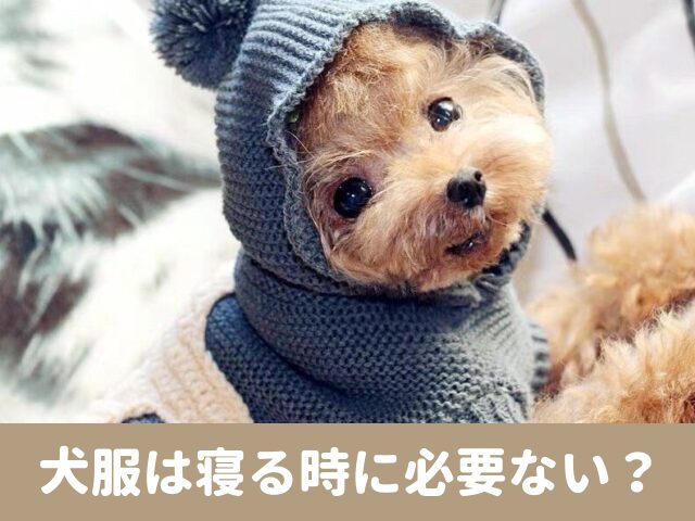 犬服　寝る時　必要　毎日　着せっぱなし　問題点