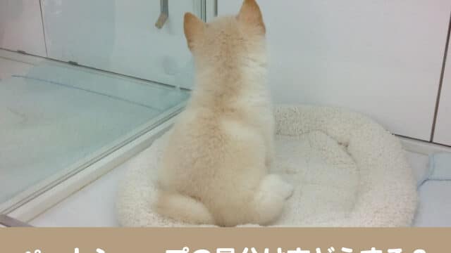 犬　ペットショップ　見分け方　優良　ポイント　選び方　口コミ