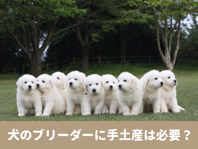 犬　ブリーダー　手土産　見学　購入　マナー