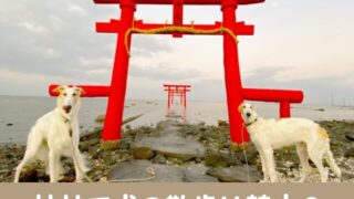神社　犬の散歩　禁止　境内　連れていける　ルール