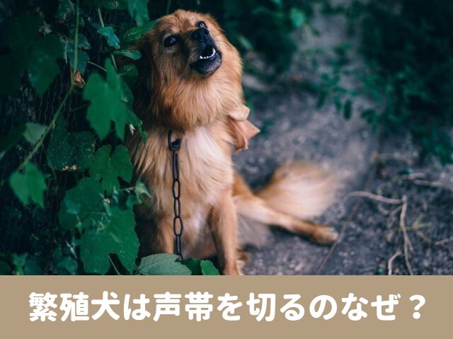 繁殖犬　声帯　切る　切除　鳴き声　治す