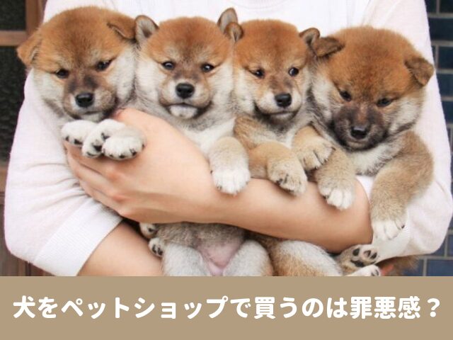 犬　ペットショップ　罪悪感　引き取り　パピーミル