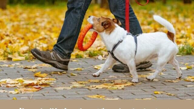 犬　お散歩バッグ　100均　使いやすい　袋　ティッシュ　中身