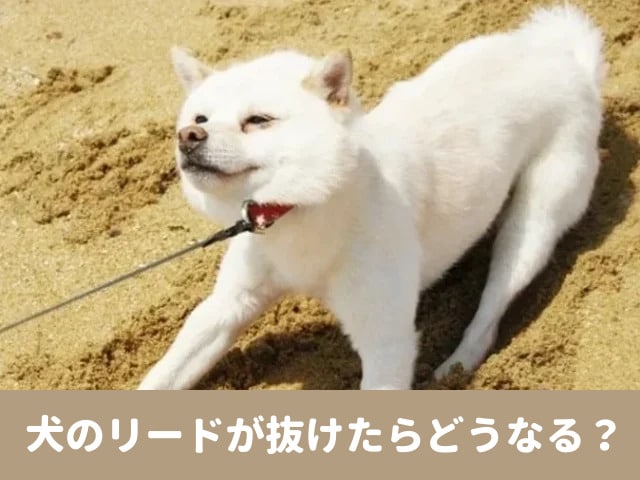 犬　リード　抜けた　どうなる　散歩　事故　怖い　体験