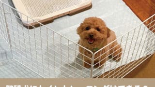 繁殖犬　トイレトレーニング　成犬　成功　どれくらいかかる