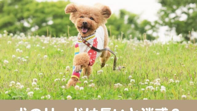 犬　リード　長い　迷惑　伸縮リード　注意　安全　使い方