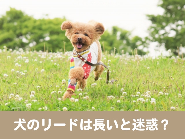 犬　リード　長い　迷惑　伸縮リード　注意　安全　使い方