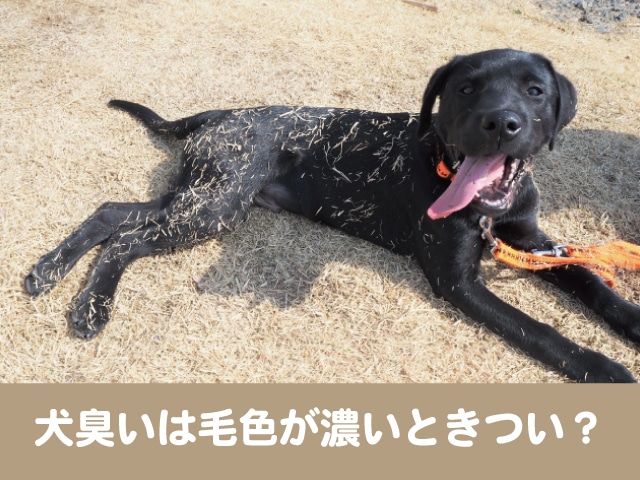 犬臭いは毛色が濃いときつい 同じ犬種で白い方が臭わないの本当 今週のペルル店長