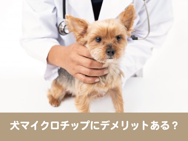 犬猫マイクロチップはデメリット多い メリットや埋め込み値段を調べてみた 今週のペルル店長