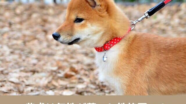 柴犬　気性が荒い　性格悪い　日本犬　性格　特徴　怒る