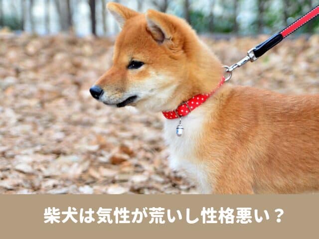 柴犬は気性が荒いし性格悪い 日本犬の性格や特徴と怒る嫌がる行動を解説 今週のペルル店長