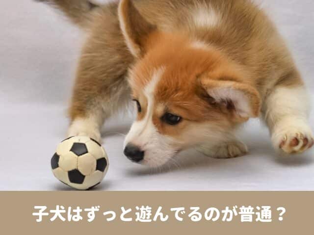 子犬　ずっと遊んでる　5ヶ月　散歩　運動量