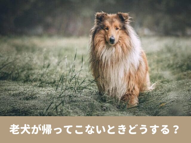 老犬　帰ってこない　保健所　警察　連絡　見つからない