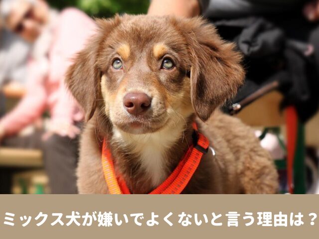 ミックス犬　嫌い　よくない　批判　問題　作る理由　悪い