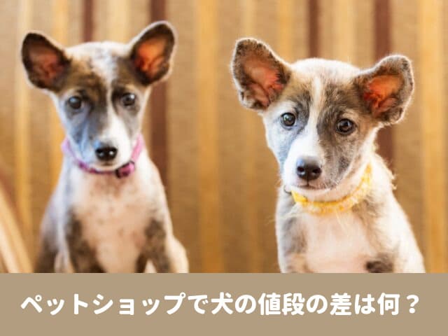 ペットショップ　1万円　犬　30万円　値段　安い　問題