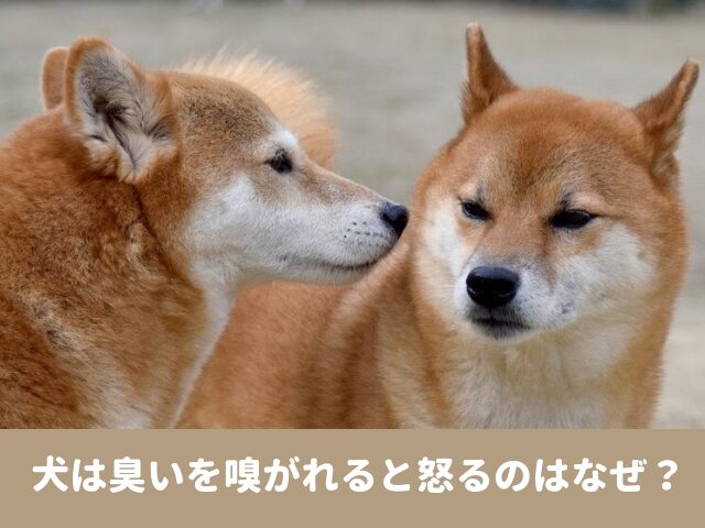 犬　臭い　怒る　顔　おしり　ストレス