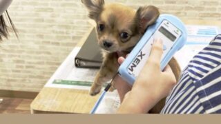 犬マイクロチップ　リーダー　購入　おすすめ　飼い主　情報　照会
