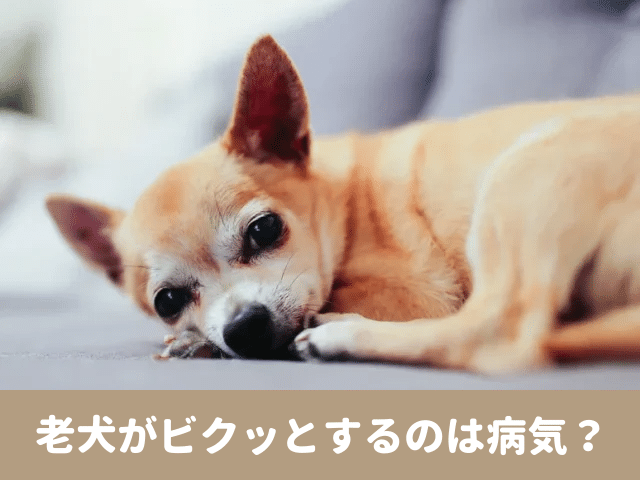 老犬　ビクッとする　寝てる時　ピクピク　びっくりする