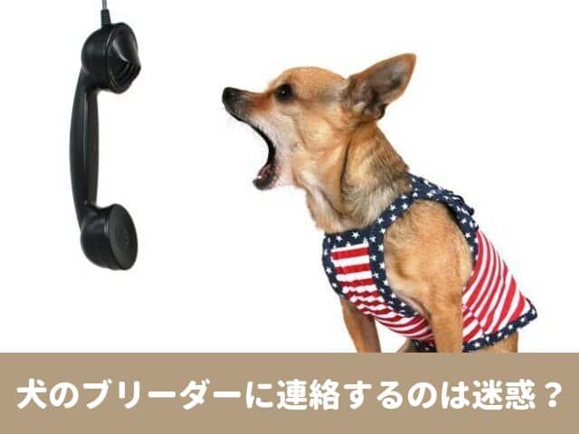 犬　ブリーダー　連絡　予約　引き取り　相談