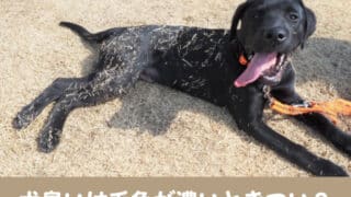 犬　臭い　毛色　濃い　きつい　犬種