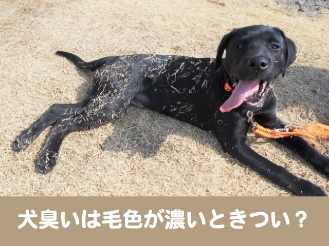 犬　臭い　毛色　濃い　きつい　犬種