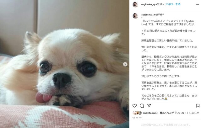 杉本彩　犬　小梅　現在　ペットロス　保護犬　里親