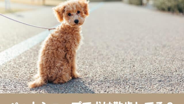 ペットショップ　犬　散歩　売れ残り　半年　ケージ