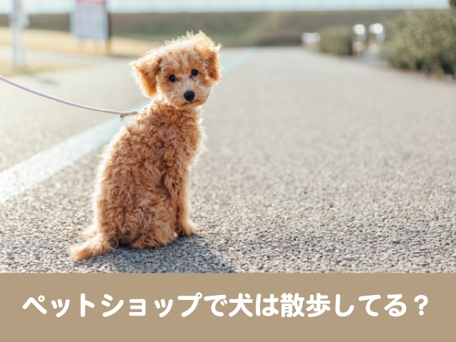 ペットショップ　犬　散歩　売れ残り　半年　ケージ