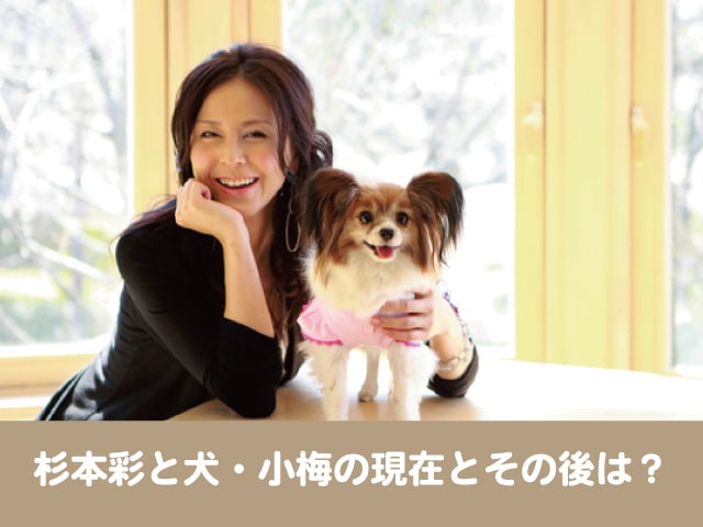 杉本彩　犬　小梅　現在　ペットロス　保護犬　里親