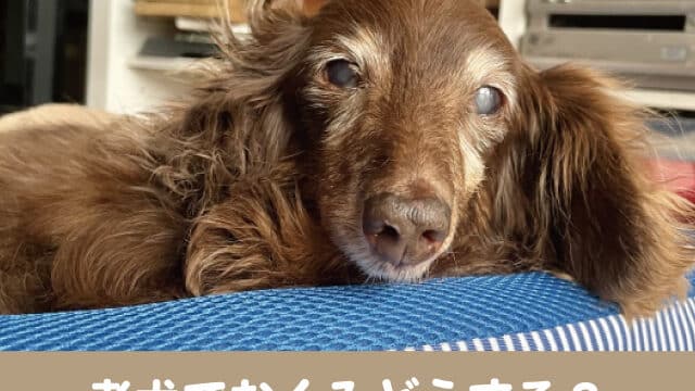 老犬　むくみ　腫瘍　足　腫れる　痛がる　マッサージ