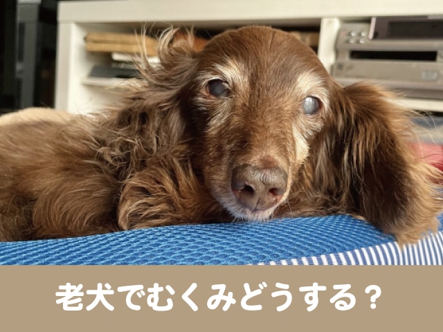 老犬　むくみ　腫瘍　足　腫れる　痛がる　マッサージ