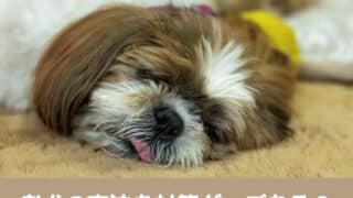 老犬 夜泣き 対策 グッズ 認知症　泣き止まない　不安　ストレス