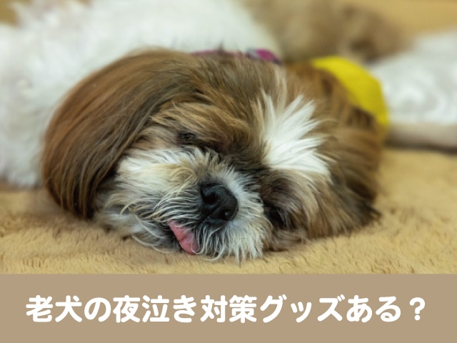 老犬 夜泣き 対策 グッズ 認知症　泣き止まない　不安　ストレス