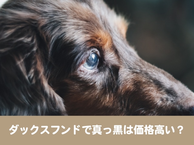 ダックスフンドで真っ黒は価格高い ブラックソリッド以外の人気カラーやレアカラーどれ 今週のペルル店長