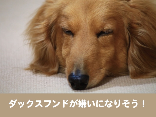 ダックスフンドが嫌いになりそう 散歩やトイレの訓練できないのは頭悪い 今週のペルル店長